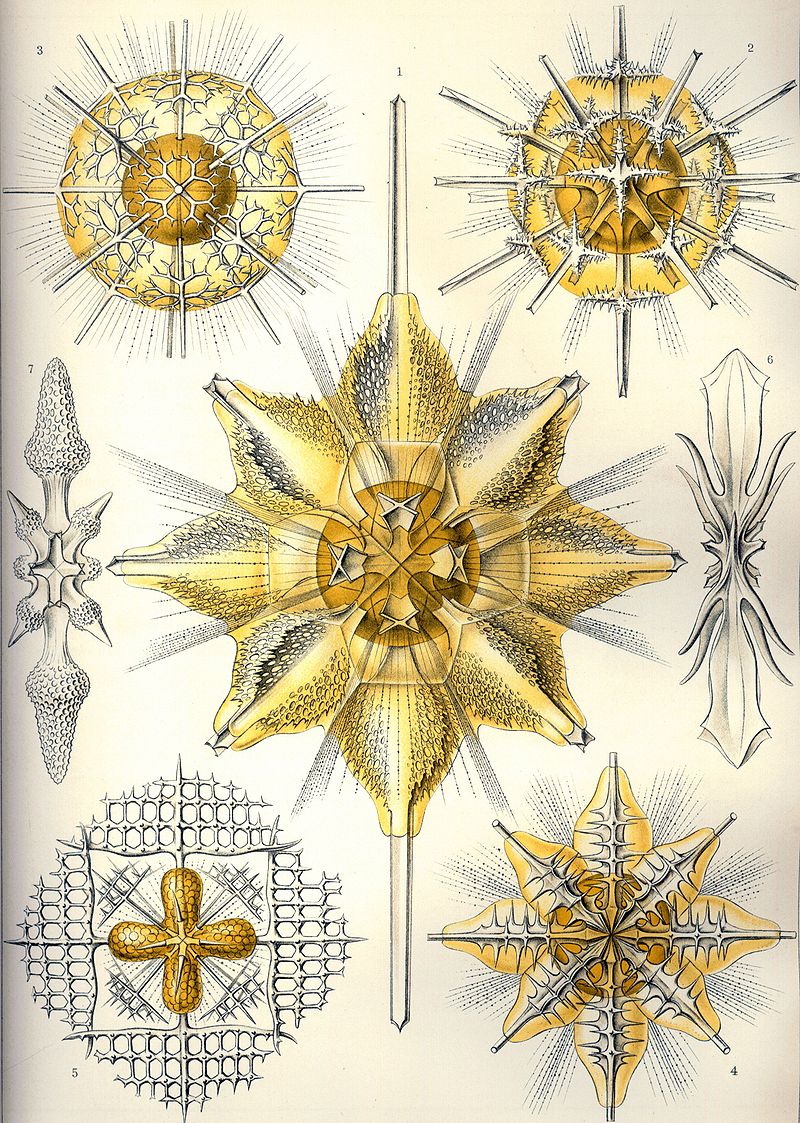 Acanthometra，出自海克爾《自然界的藝術形態》第22插圖。