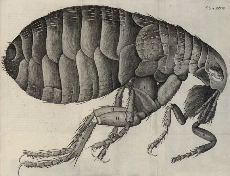 英國科學家羅伯特·虎克（Robert Hooke） 著作《微物圖誌》（Micrographia）中的跳蚤繪畫。