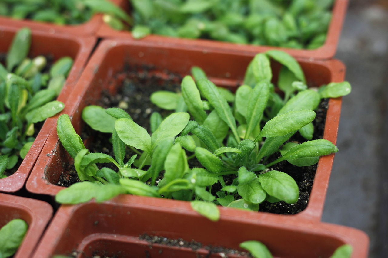 生物學家最喜歡進行實驗的植物「阿拉伯芥」。