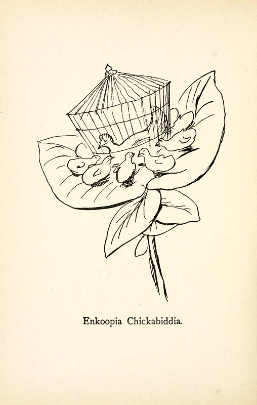 Enkoopia Chikabiddia。（咕咕，小雞）