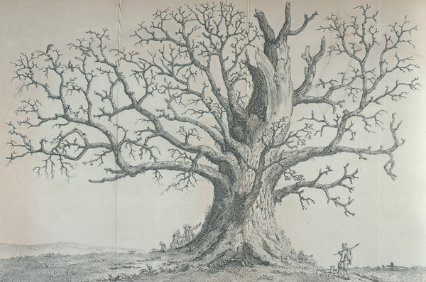 冬天的考索恩橡樹（The Cawthorne oak），出自約翰‧伊夫林1801年修訂之《森林志》