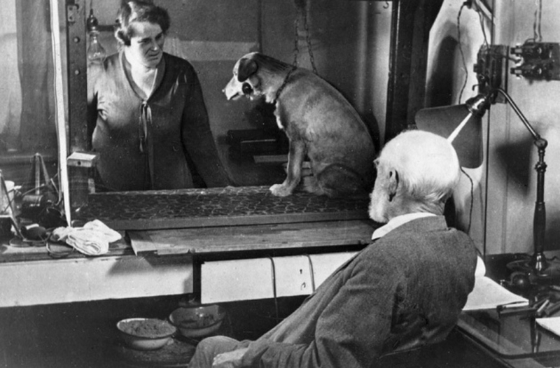 巴甫洛夫認為狗是特別聰明的動物，而且能積極配合研究。