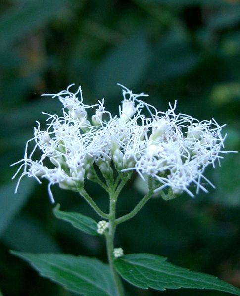 亞洲特有的澤蘭種類之一，多須公（Eupatorium chinense）。