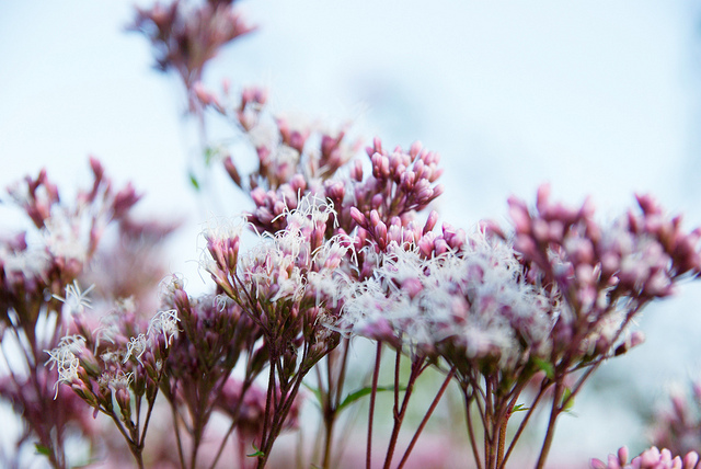 同屬菊科澤蘭屬的佩蘭（Eupatorium fortunei），可能是楚辭中提到的「秋蘭」之一。