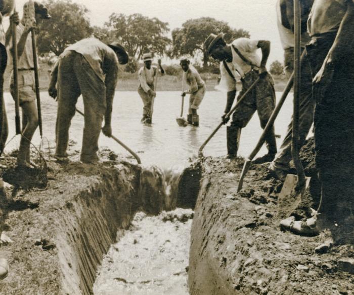 1920年帶，菲律賓的人們疏通積水以減少登革熱危害。